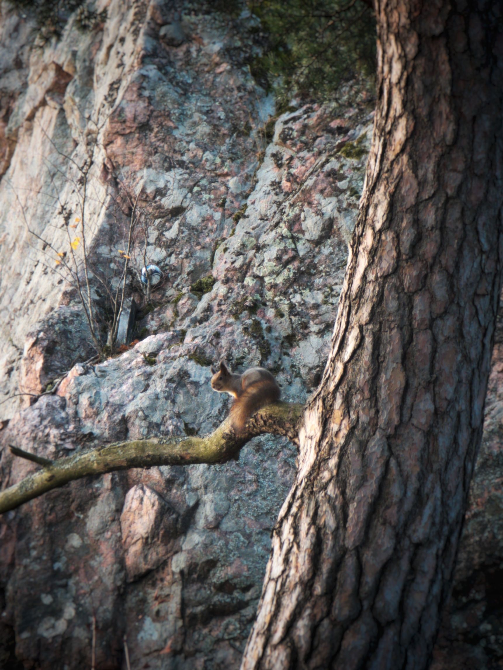 Image in a image block