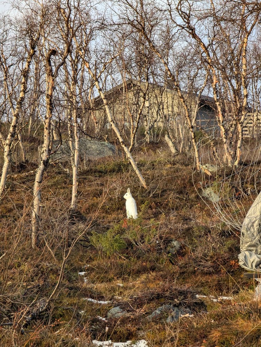 Image in a image block